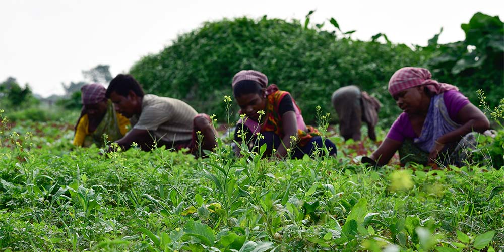 Transformative Trends and Employment in Agriculture in India